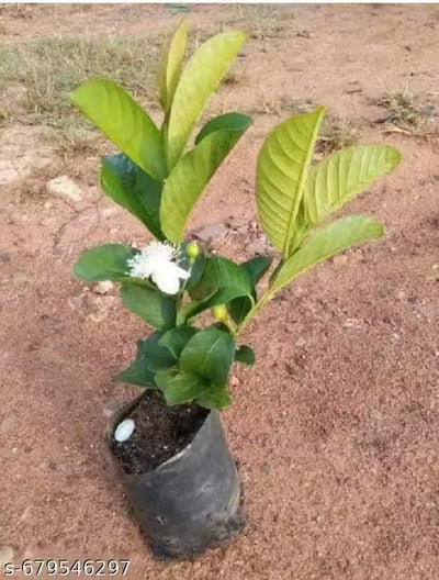 Guava Plant Live Plant Outdoor Decorative Healthy Plant