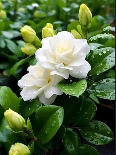 Hybrid Gandharaj Flower Plant (Gardenia) – Highly Fragrant White Blooms