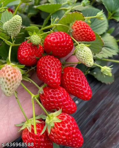 Strawberry Plant Live Plant Indoor Outdoor Decorative Healthy Plant