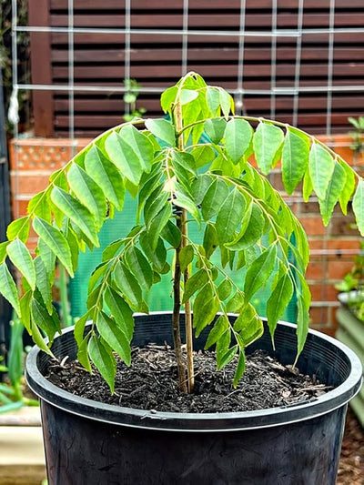 Live Curry Leaf Plant (Kadi Patta) – Organic Fragrant Herb for Home Garden