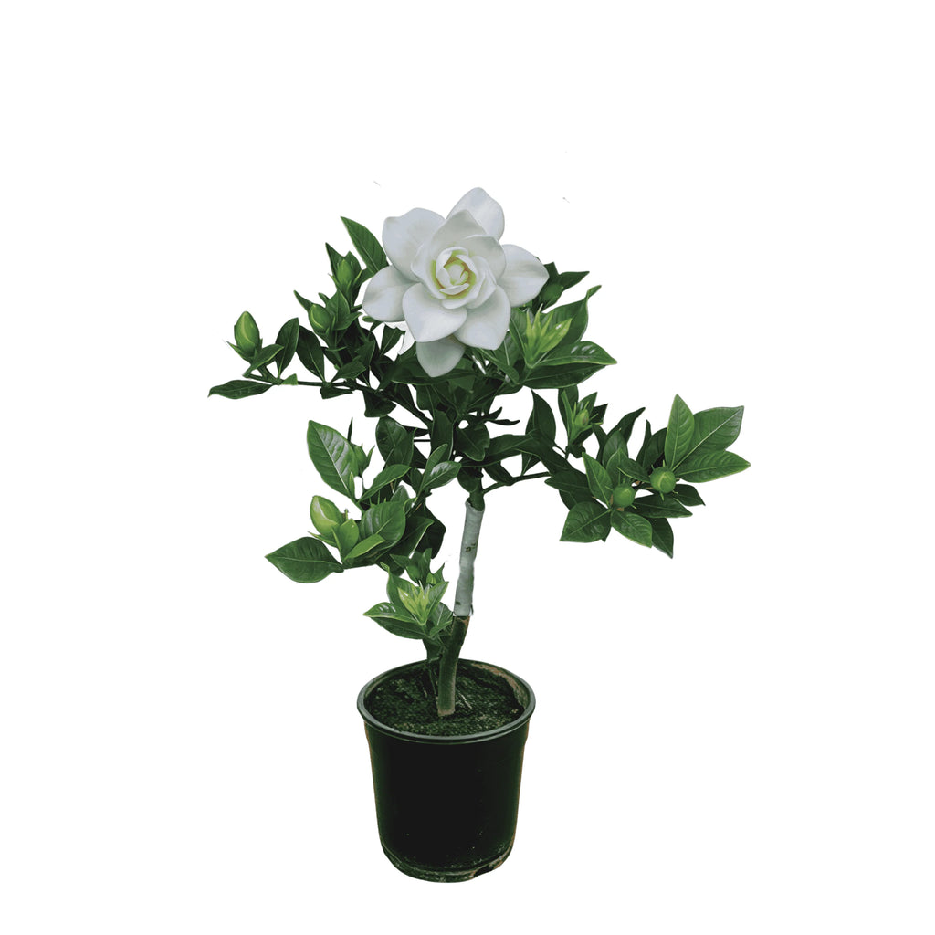 Hybrid Gandharaj Flower Plant (Gardenia) – Highly Fragrant White Blooms