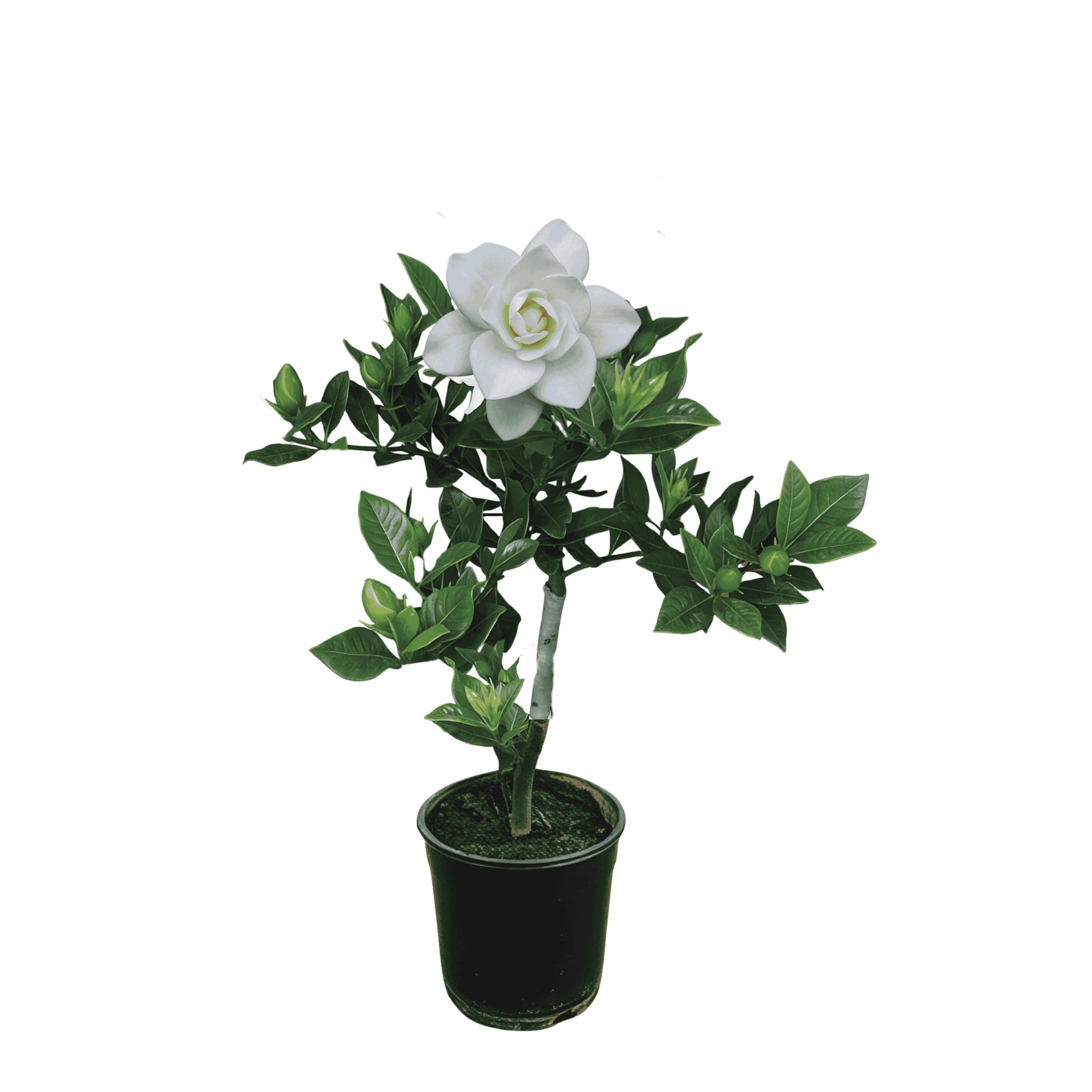 Hybrid Gandharaj Flower Plant (Gardenia) – Highly Fragrant White Blooms