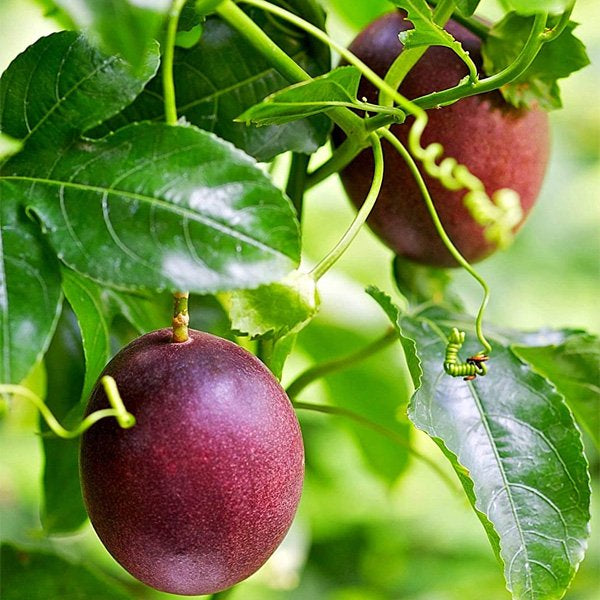 Passion Fruit Plant Live Plant Outdoor Decorative Healthy Plant
