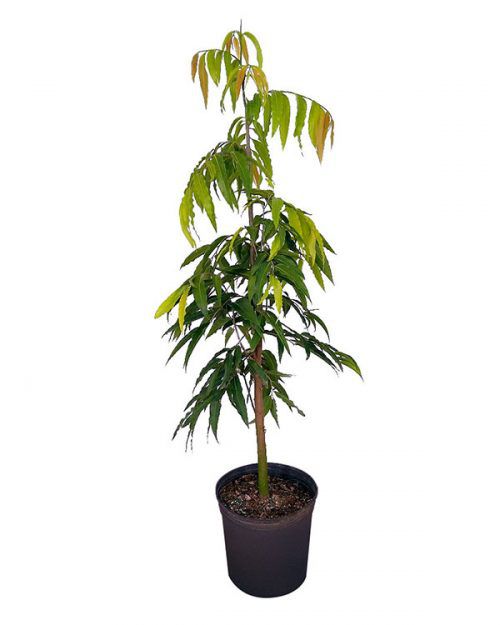 Live Ashoka Plant (Saraca Asoca) – Sacred Evergreen Tree for Home Garden