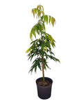 Live Ashoka Plant (Saraca Asoca) – Sacred Evergreen Tree for Home Garden