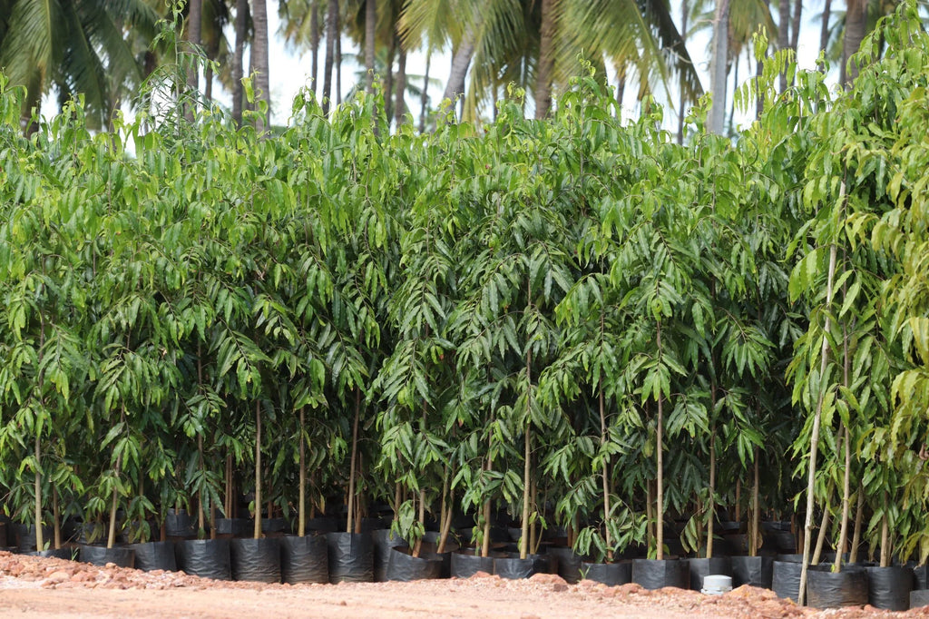 Live Ashoka Plant (Saraca Asoca) – Sacred Evergreen Tree for Home Garden