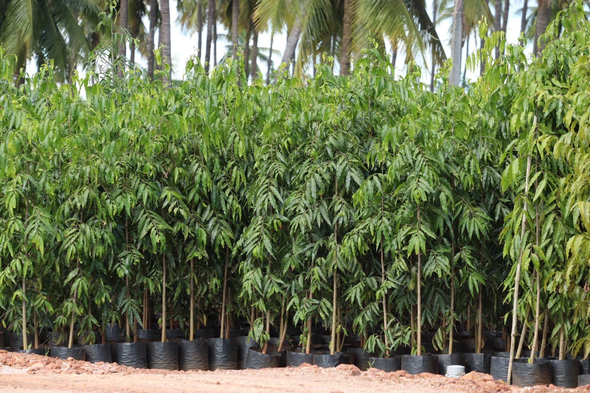Live Ashoka Plant (Saraca Asoca) – Sacred Evergreen Tree for Home Garden