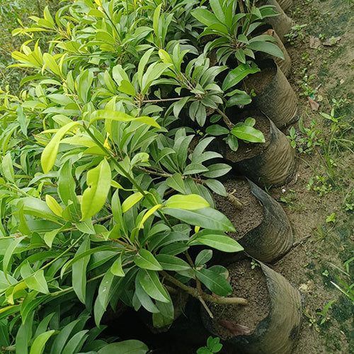 Live Hybrid Chiku (Sapodilla) Plant – Sweet Fruit Tree for Home Garden