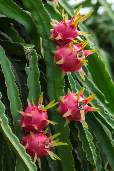 Dragon Fruit Plant Live Plant Indoor Outdoor Decorative Healthy Plant