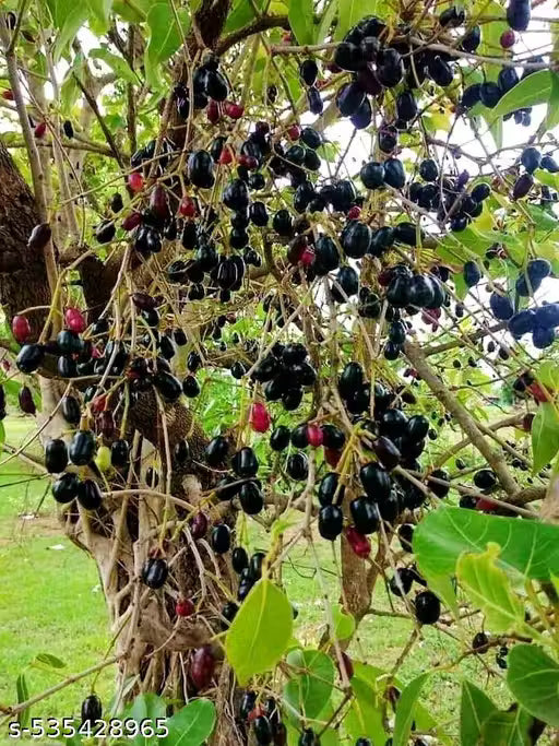 Blackberry Plant Live Plant Indoor Outdoor Decorative Healthy Plant