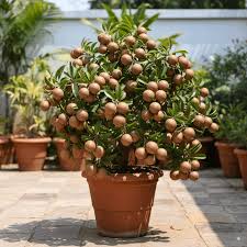 Live Hybrid Chiku (Sapodilla) Plant – Sweet Fruit Tree for Home Garden