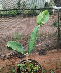 Dragon Fruit Plant Live Plant Indoor Outdoor Decorative Healthy Plant