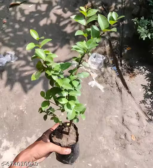 Blueberry Plant Live Plant Indoor Outdoor Decorative Healthy Plant