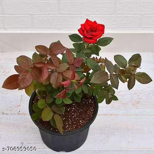 Rose Plant Live Plant Indoor Outdoor Decorative Healthy Plant