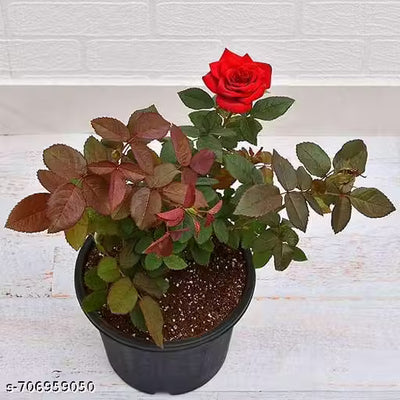 Rose Plant Live Plant Indoor Outdoor Decorative Healthy Plant