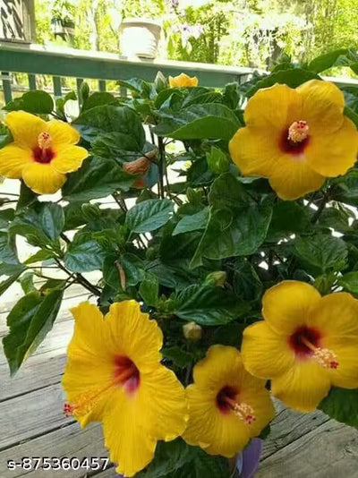Yellow Hibiscus Plant Live Plant  Outdoor Decorative Healthy Plant