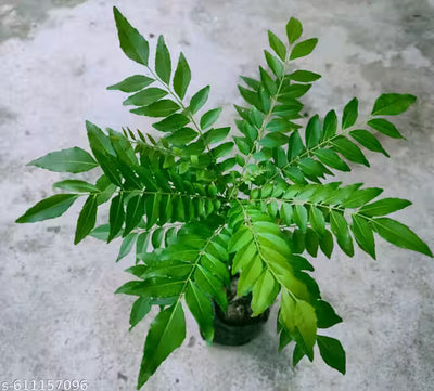 Curry Leaf Plant Live Plant Indoor Outdoor Decorative Healthy Plant