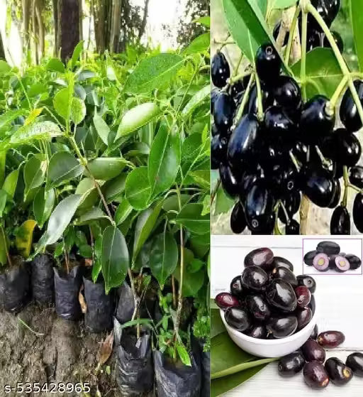 Blackberry Plant Live Plant Indoor Outdoor Decorative Healthy Plant