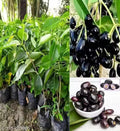 Blackberry Plant Live Plant Indoor Outdoor Decorative Healthy Plant